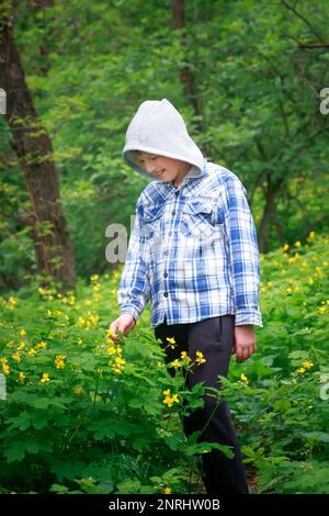 Teenager collects medicinal plants for herbalist. Chelidonium majus, nipplewort, swallowwort or tetterwort yellow flowers Stock Photo