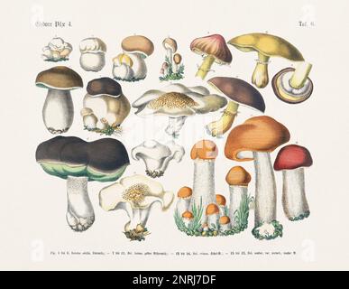 Edible Mushrooms Stock Photo