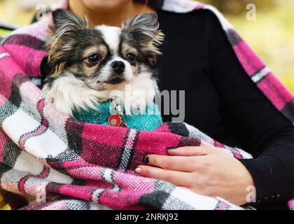 Longhair Chihuahua dog wearing blue pullover and pink  tartan plaid sitting on the hands of the owner. Autumn in park. Horizontal, copy space. Stock Photo