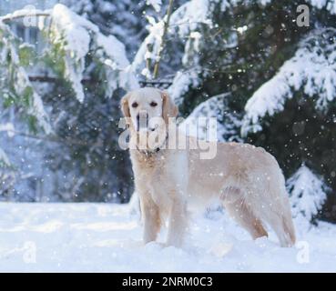 Adorable golden retriever dog stay on snow outdoor.  Winter in park, copy Space, snow fall. Horizontal, Copy Space. Stock Photo