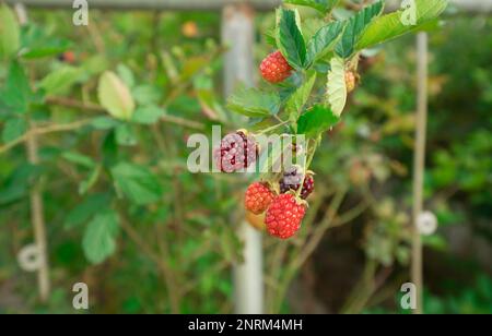 Red and ripe blackberry fruits hanging from the plant in the foreground against background of defocused leaves on a sunny day. Scientific name: Rubus Stock Photo