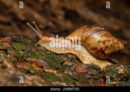 Giant African Land Snail , Achatina fulica (Lissachatina fulica) species of large land snail in subfamily Achatininae of the family Achatinidae. Tsing Stock Photo