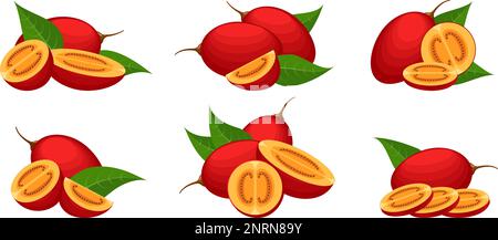 Tree tomato fruits Stock Vector