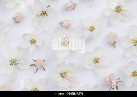 cute background of delicate delicate flowers of apple tree Stock Photo