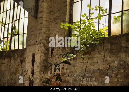 Abandoned place Industrial building: A crumbling wall with partly broken half-timbered windows through which a plant grows in. Stock Photo
