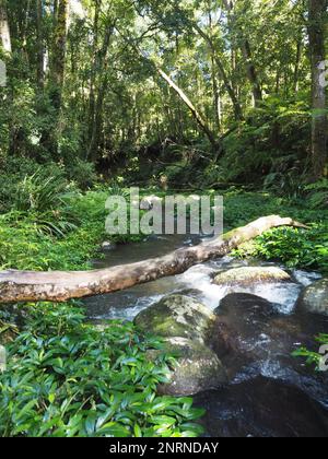 Brindle Crreek Hiking Trail though the ancient Gondwana rainforest in ...