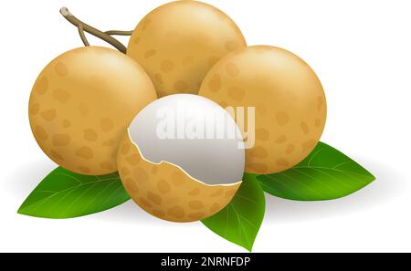 Longan fruit branch Stock Vector