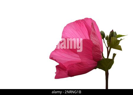 Pink hibiscus moscheutos flower isolated on white background with copy space. Hardy hibiscus (rose mallow) close up. Stock Photo