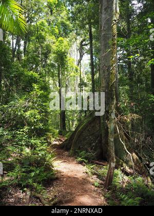 Strangler fig tree by a hiking trail through the rainforest in Main Range National Park, Queesland, Australia Stock Photo