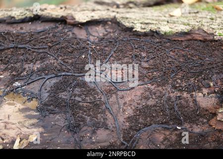 A network of dark strands of fungi called rhizomorphs of Honey Fungus Armillaria mellea on an old rotten tree trunk. Stock Photo