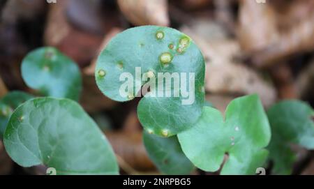 Leaf of Asarum europaeum - asarabacca, European wild ginger, hazelwort and wild spikenard with symptoms of fungal disease caused by rust Puccinia asar Stock Photo