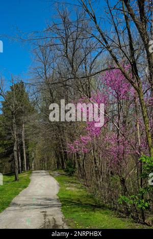 Flowering redbud trees blooming by a bicycle/bridle path in an Ohio park in early spring Stock Photo