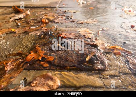 A leaking water valve cover in blue Stock Photo - Alamy