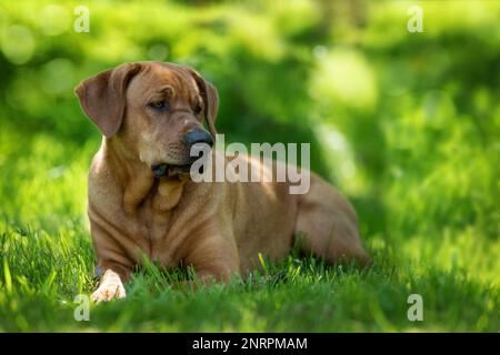 Broholmer dogs in a summer meadow Stock Photo
