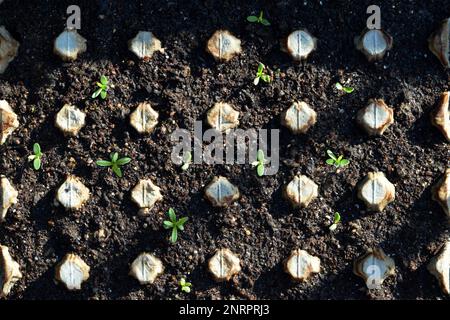 Seedling growing in egg box. Recycling concept. Stock Photo