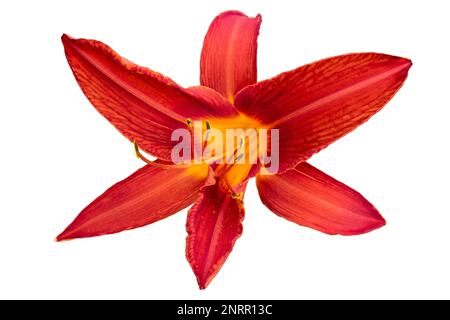 Red Day Lily 'Red Magic' flower isolated on white. Stock Photo