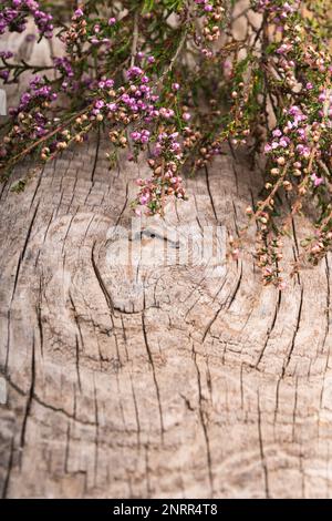 Rustic Rural Wooden Textured Background Horizontal with Purple Heather Flowers. Vintage Texture. Copy Space, Close Up Empty Template. Stock Photo