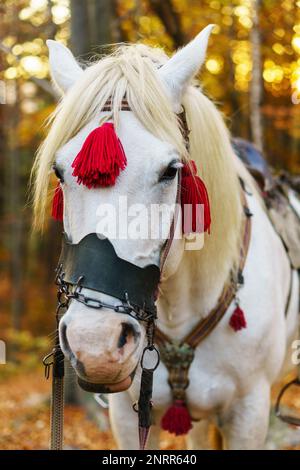 Portrait of fantasy magic fairy tale white horse wearing red harness stay outside golden autumn mystic forest. Stock Photo