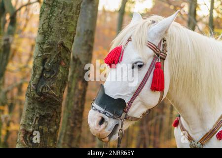 Portrait of fantasy magic fairy tale white horse wearing red harness stay outside golden autumn mystic forest.  Copy space wallpaper. Stock Photo