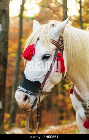 Portrait of fantasy magic fairy tale white horse wearing red harness stay outside golden autumn mystic forest.  Copy space wallpaper. Stock Photo