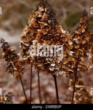 Closeup of the brown dead flower head Hydrangea paniculata Pinky Winky seen in winter. Stock Photo