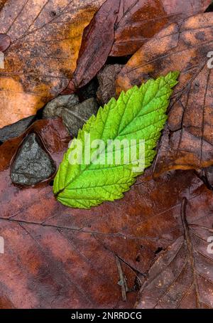 Single green beech leaf on top of fallen leaves layers on the ground in the wood in wintertime Stock Photo