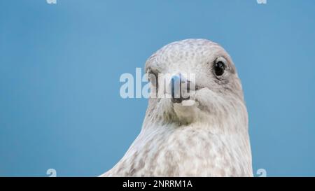 Juvenile Herring gull portrait Stock Photo