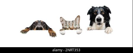 Banner three pets. border collie and dachshund dogs and cat, hanging its paws in a blank. Isolated on white background. Stock Photo