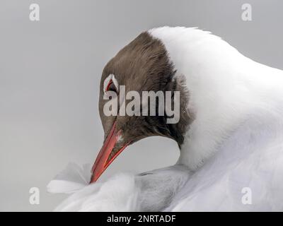A close up of the head of a Black Headed Gull, (Chroicocephalus ridibundus), preening it's feathers Stock Photo
