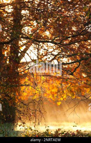 Autumn colours on a misty morning in Norfolk, UK Stock Photo
