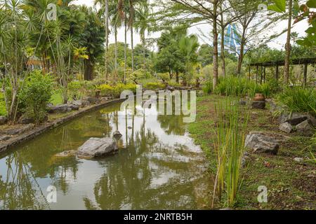 Palm collection in city park in Kuching, Malaysia, tropical garden with large trees, pond with small waterfall, gardening, landscape design. Daytime w Stock Photo