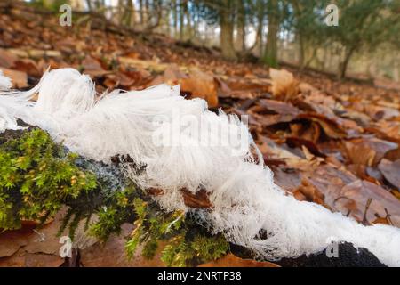 Hair ice extruded from a rotting stick infected with the fungus (Exidiopsis effusa) and persisting in temperatures above zero, Forest of Dean, Gloucs. Stock Photo