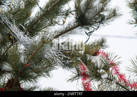 Multi-colored garlands and tinsel from the ball decorate the Christmas tree outdoors in the snow on New Year. Stock Photo