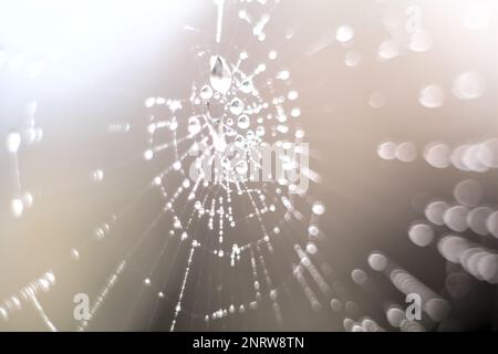 Spider  web with drops on it seen up close Stock Photo