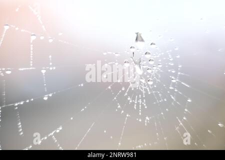 Spider  web with drops on it seen up close Stock Photo