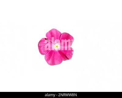 Periwinkle flowers isolated on white background Stock Photo