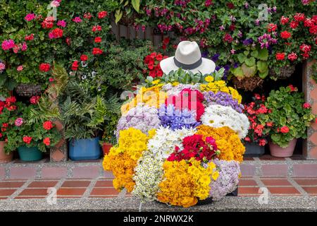 Silletero, flower farmer, Finca, silletera, farm, Vereda Barro Blanco,  Sector El Rosario, Medellín, Colombia Stock Photo