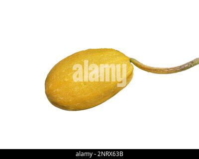 yellow zucchini isolated on white background. Vegetable concept Stock Photo
