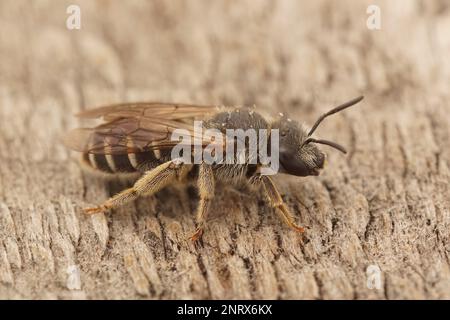 Detailed closeup on a Mediterranean female end banded furrow bee , Halictus sitting on wood Stock Photo