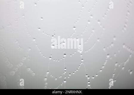 Spider  web with drops on it seen up close Stock Photo