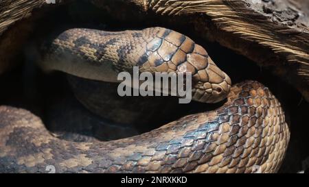 Close up of a python skin texture crawling, you can see each scale close up. The pattern on the skin shimmers beautifully rainbow when it crawls Stock Photo