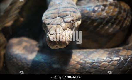 A scaly large reticulated python coiled up in a knot and waits for a victim. A beautiful pattern on the skin shimmers with a rainbow Stock Photo