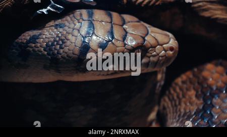 Close up of a python skin texture crawling, you can see each scale close up. The pattern on the skin shimmers beautifully rainbow when it crawls Stock Photo