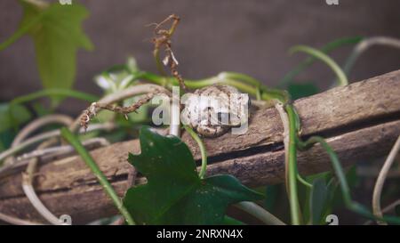 Green Flying Frog on a Branch, Gliding Frog on a Branch, Javan Tree Frog on a Tree, Indonesian Tree Frog, Indonesian Black Webbed Tree Frog Stock Photo