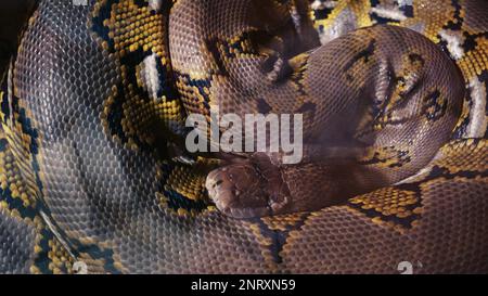 Animal wildlife background concept and free space for text. Close-up of a wild Python snake sleeping on a tree. Selective and focus shift, zoom Stock Photo