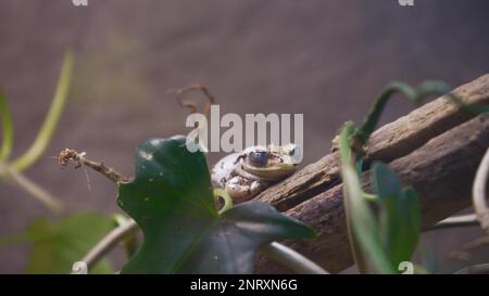 Green Flying Frog on a Branch, Gliding Frog on a Branch, Javan Tree Frog on a Tree, Indonesian Tree Frog, Indonesian Black Webbed Tree Frog Stock Photo