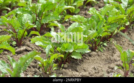 Red table beet grows in open organic soil Stock Photo