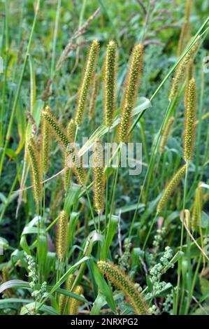 Setaria grows in the field in nature. Stock Photo