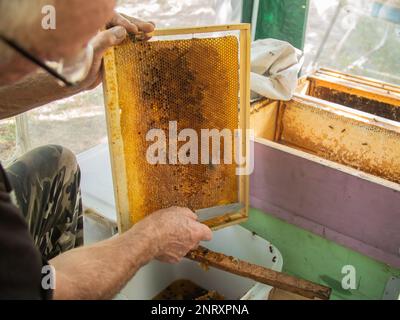 Extracting honey from honeycomb concept. Close up view of beekeeper cutting wax lids with hot knife from honeycomb for honey extraction. Stock Photo