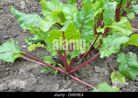 Red table beet grows in open organic soil Stock Photo
